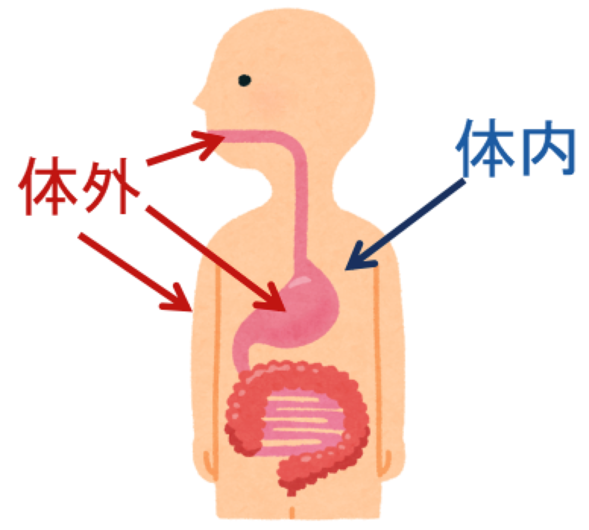 高齢者への歯周治療と口腔管理 高齢者のお口の健康｜お口の健康情報ナビ｜JFOHP::日本口腔保健